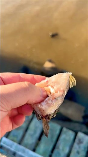 ALIMENTANDO A UN JOTE NEGRO 🦅 #avecarroñera #pesca #fishing