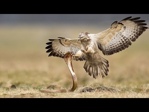 Unbelievable - How Do Hawks Hunt A Giant Snakes