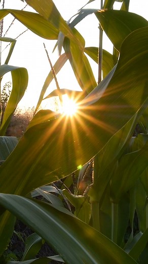 4.2K views · 32 reactions | Here’s to the farmer that plants the fields in the spring!  . . . #agriculture #agriculturelife #agricultural #farm #farmequipment #farming #farmlife #farmlifeisthebestlife #farmer #farmerslife #plant23 #springtime #thankafarmer #thankafarmerforyournextmeal #reel #reelsfb #reelsvideo | FBi Buildings, Inc. | Facebook