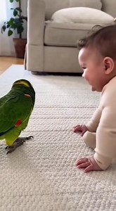 Parrot scared of cookies monster #parrot #kid #parrotlover #funny #funnyreels | Sassy Parrot