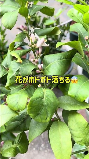 レモンの花が落ちまくり…これ大丈夫？😱