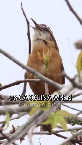 Navarre Marshall on Instagram: "Which bird sounds do you recognize? Here's 13 common bird calls from the United States 🎶🐦 I filmed these birds in Florida but most of them can be found in many other US states. #birdcalls #nostalgic #birdsounds #canonusa #merlinbirdid #natgeoyourshot #bbcwildlifemagazine @audubon_fl @canonusa @merlin.bird.id @cornellbirds @pbsnature @americanbirdconservancy #bestbirdsofinstagram"