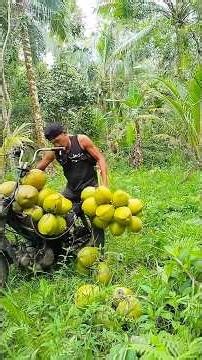 the process of loading young coconuts