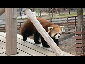 Lesser panda terrace (Akiyoshidai Safari Land, Yamaguchi, Japan) December 3, 2019