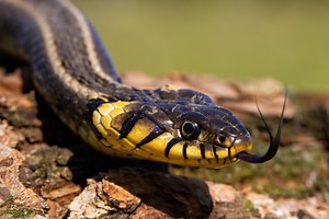 5 Quick Ways to Tell if a Snake is Harmless or Venomous