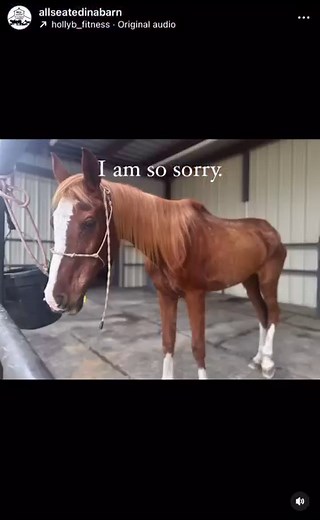 I am so sorry. It was choose to bawl on the stories or to do a REEL showing her dignity, while crying writing this. I am so sorry. I’m gutted for her. I’m so glad that last minute we saved her. The vets did their full work up of her and not only was her jaw completely broken she was in liver failure. We had to let her go.They did her X-rays last night along with all her blood work. Gave her a warm bath, ran fluids and pain medicine, she was given mash to eat. This morning she started showing sig