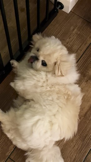 Pekingese quirks! #pekingese #pekingeseoftiktok #peke #quirkydog #dogbehaviour