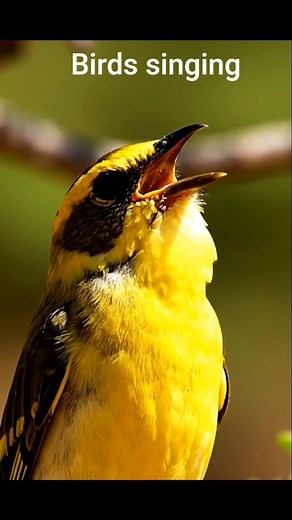 Singing birds #2 | Birds sounds #2
