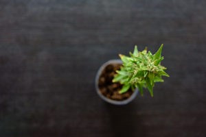 Colorado "Growing Marijuana" Laws - A Legal Guide