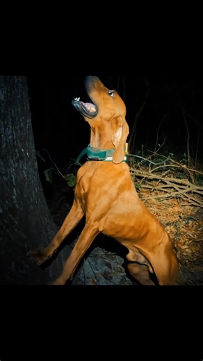 🦅Wampus Cat Flying Eagle #coonhunting #redbonecoonhound | Joseph Matthews