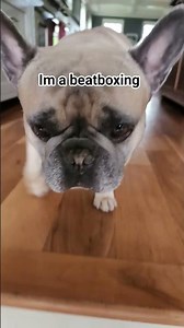 My beat boxing blueberry #dog #bulldog #funny #frenchie #trend