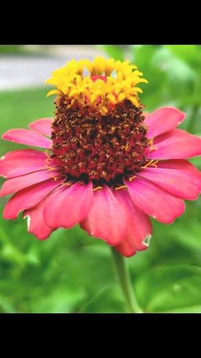 30K views · 97 reactions | Today's Bumble Bee sighting  It's been raining, the flowers are really showing off ♥️♥️♥️ | She Doesn't Deny Her Crazy | Facebook