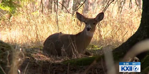 Watch out for deer crossing as mating season approaches