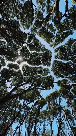 Architecture Wave | Crown shyness so precise, people thought it was CGI — but this forest on Enderby Island is 100% real. 300 miles south of New Zealand, it’s... | Instagram