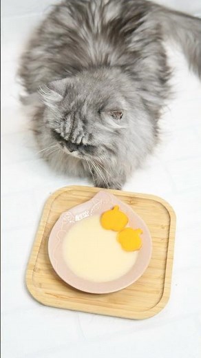 Receta especial para gatos con iRC: Sopa de pollo, calabaza y arroz 🥣🐱