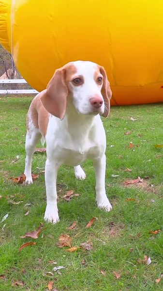 Adorable Puppy Saved by Giant Rubber Duck Surprise