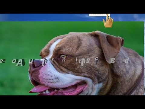 15 Most Powerful And The Most Popular Fighting Dog Breeds In The World For Fighting competition.