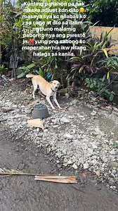 311K views · 7.3K reactions | Ganyan siya kasaya basta ksama nya akopinagpalit sya sa png sabong.Pro dito sa amin mahalaga ka.anak ka namin. #followersreels #highlights #rescuedog | Aspin Puspin Balay Talatapan | Facebook