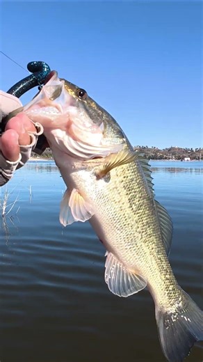 5 of 6 fish -- Lake Elsinore (11.26.25)