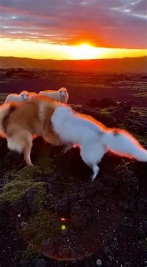 Icelandic Sheepdog: Guardian of the Fjords