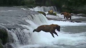WATCH: Brown Bear Executes Flawless Belly Flop To Catch Salmon