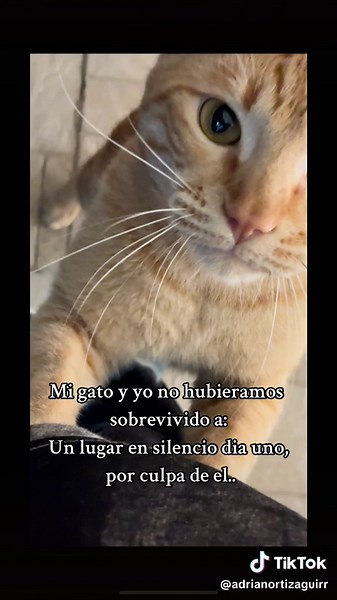El gato naranja que rompió el silencio