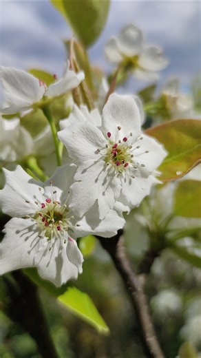 Nashi Blüten Baum Asien Birne