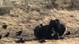 (Premieres Sunday, January 17) When a bison goes down, grizzlies vie for control of the carcass. Ravens and wolves call for reinforcements. More info: http://ow.ly/VKPo | Nature | PBS