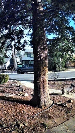 Bobcat looking around and checking out the squirrels #bobcat