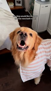 17K views · 1.7K reactions | Tell them they look cute, ok?? 凉 The girls have their own little post bath routine: @greenies treat, roll around for a bit, and enjoy a nice nap. 來 They usually bathe once a month, (unless they roll in something stinky!) but we try to keep bathing minimal to keep their coat healthy | Daisythegoldiee | Facebook