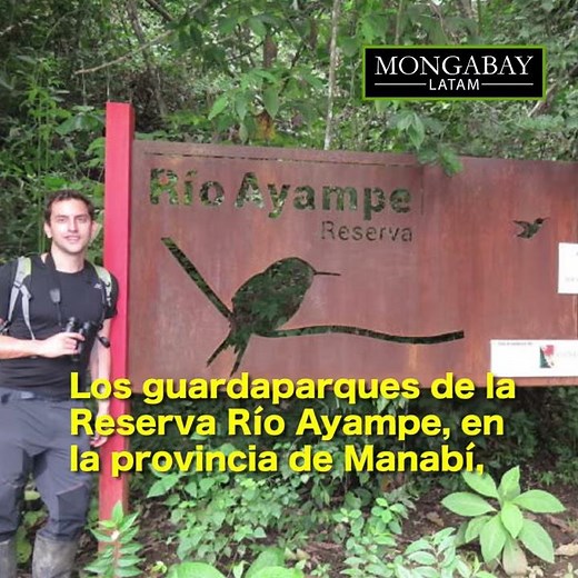 Pechiche: el árbol que puede salvar al segundo colibrí más pequeño del mundo en Ecuador