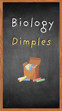 Why Do Some People Have Dimples? | Biology Facts | ChalkBox Biology