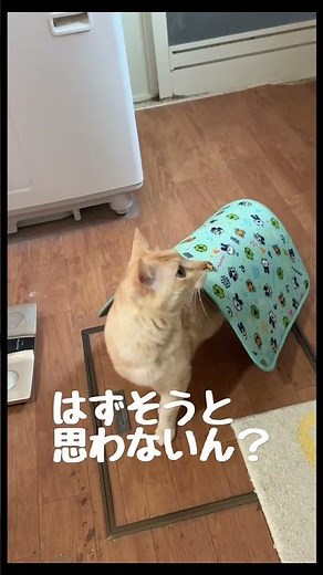 【笑える猫】やらせなしのフリちゃんがおもしろいけどかわいい動画😸 #保護猫 #猫のいる暮らし #猫多頭飼い #猫おもしろ動画 #うまねこちゃんねる