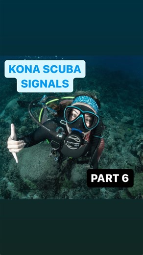 Another edition of Kona Signals! The devil scorpionfish can hide in plain sight. They move very little and are covered in algae that keep them camouflaged with the reef. They do have a brightly colored pectoral fins! TURTLES! Need we say more? Hawaii is one of the best places on earth to see Green Sea turtles but we also occasionally see Hawksbill turtles and the rare Olive Ridley! Hope you get a chance to see these beauties on your next trip to Kona! - - - #padi #OceanAdventure #ScubaLifestyle 