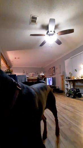 serenahill (@serena_hill)’s videos with Wop (Official Version) - J. Dash