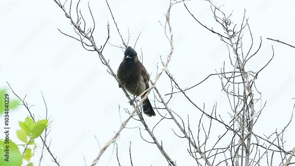 red-whiskered bulbul (Pycnonotus jocosus), or crested bulbul, is a passerine bird native to Asia