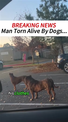 BREAKING NEWS:Man Torn Alive By Dogs...This happened in San Antonio, Texas… #texas #new #fyp #breakingnews #FORYOU