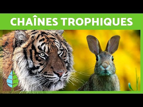 What is a FOOD CHAIN? 🐇🦌 (EXAMPLES and Difference between a food chain and a food web)