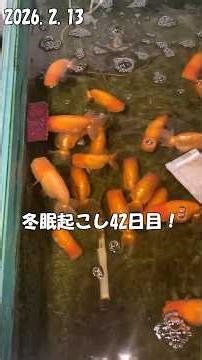 【らんちゅう屋外飼育】冬眠起こし42日目｜朝のごはん様子🐟 #goldfish #aquarium #fishcurry