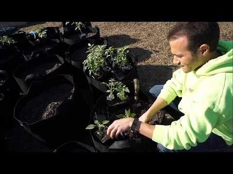 How To Separate Seedlings Safely Without Damaging The Roots