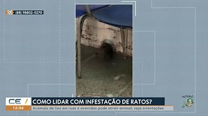 Saiba como lidar com infestação de ratos