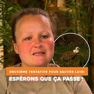 Deuxième tentative pour sauver Luigi… Espérons que ça passe ! 🦜🤞 | Icon TV