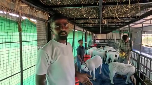 279K views · 8.9K reactions | ವರ್ಷಕ್ಕೆ 120 ಕೆಜಿ ತೂಕ ಬರುವ ಡಾರ್ಪರ್ ಕುರಿ...