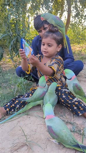 Green Parrots Fun #parrots | Cute Baby Parrot