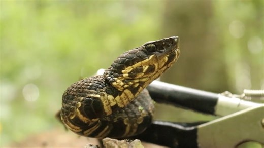 Water moccasins caught while exploring swamp waters