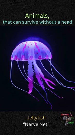 Animals That Can Survive Without Head 🔬