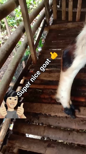 #super nice goat | Ternak kambing
