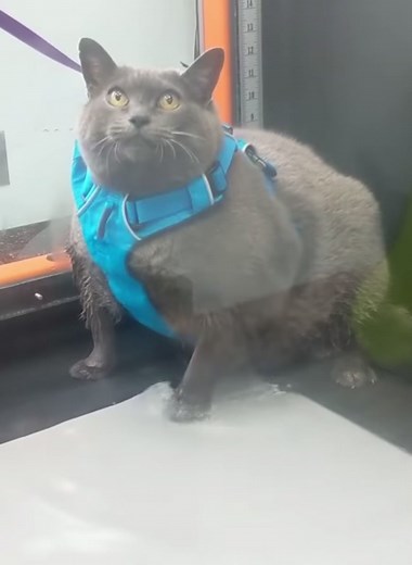 Still my favorite #catvideo of all time #catsoftiktok #thatsgoodwork #fatcat #funnycat #SearchForWonderMom #catexcercise #catontreadmill