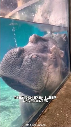 Hippopotamus 🦛 The Most Dangerous Animal In The River!