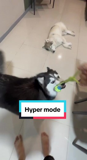 Whenever Sparkle is on hyper mode she will decide to disturb everyone around her… 🤦🏻‍♂️ #fyp #fyppppppppppppppppppppppp #viralvideo #trendingvideo #FurBabyDilemma #TikTokTrend #DogsofTikTok #sparklethehusky #PetDrama #CutePets #huskyrunning #maxthemalamute #DogLovers